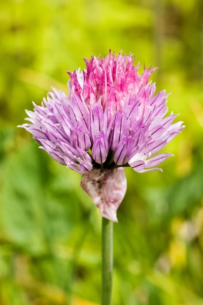 Flor púrpura de cebollino — Foto de Stock
