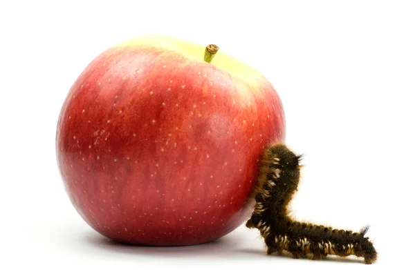 Caterpillar climb to the apple — Stock Photo, Image