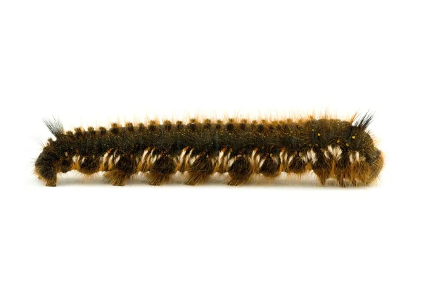 Grote harige caterpillar over Wit — Stockfoto