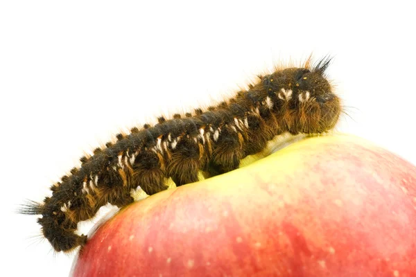 Caterpillar on the top of a red apple — Stock Photo, Image