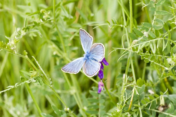 Kleiner blauer Schmetterling — Stockfoto