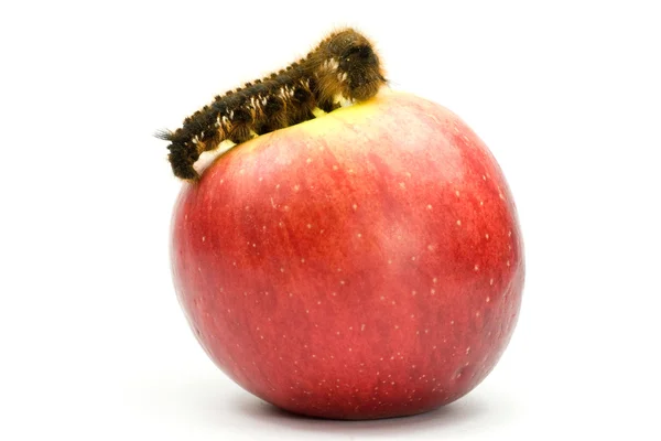 Caterpillar on top of a red apple — Stok Foto