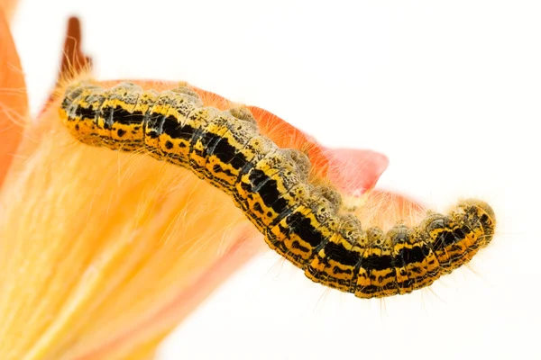 Caterpillar on flower — Stock Photo, Image