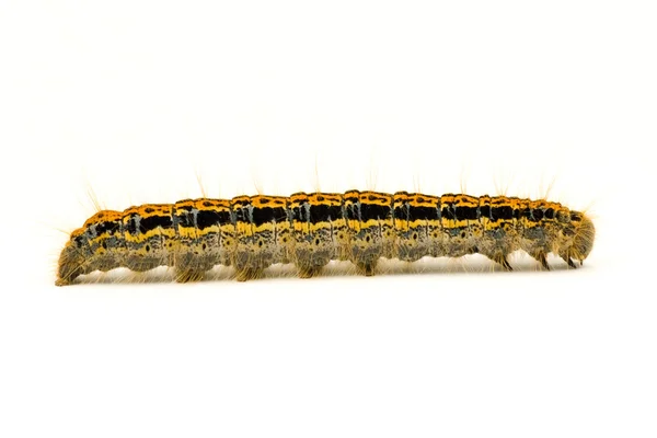 Caterpillar isolated on white background — Stock Photo, Image