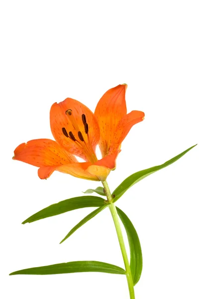 Апельсиновый цветок — стоковое фото