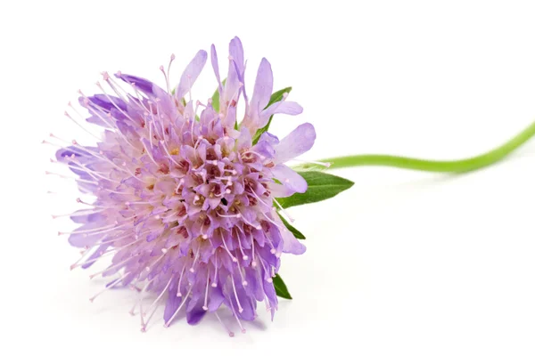 Flor de color púrpura, aislado sobre fondo blanco — Foto de Stock