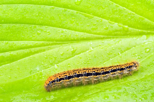 Caterpillar on a green wet leaf — Stock Photo, Image