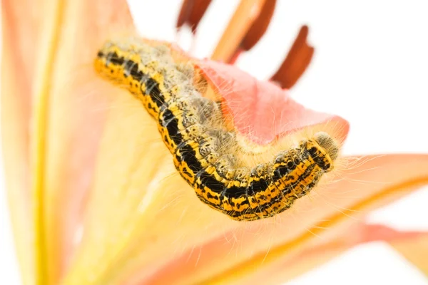 Caterpillar strisciando sul fiore — Foto Stock