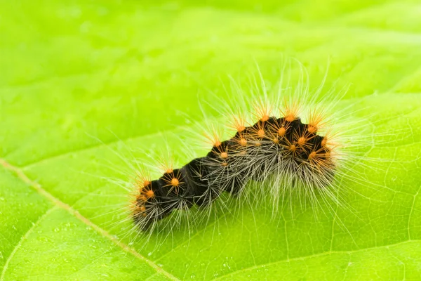 Small hairy caterpillar Royalty Free Stock Images