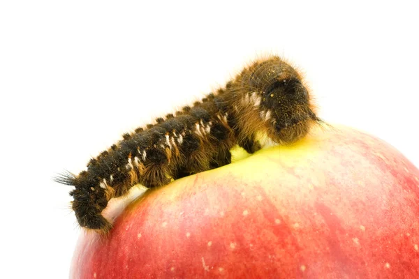 Caterpillar on the red apple — Stock Photo, Image