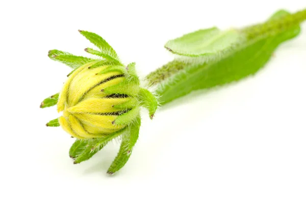 Зелена рослина з жовтим бутоном — стокове фото
