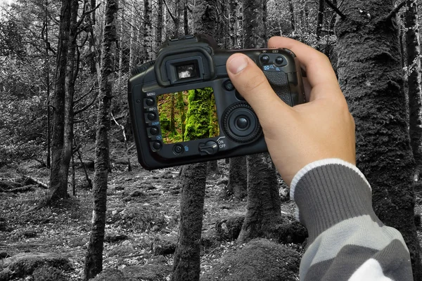 Fotograaf fotograferen van oud bos — Stockfoto