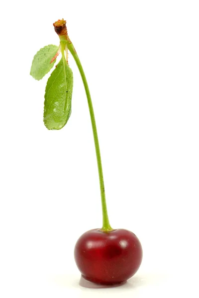 Cereja vermelha única — Fotografia de Stock