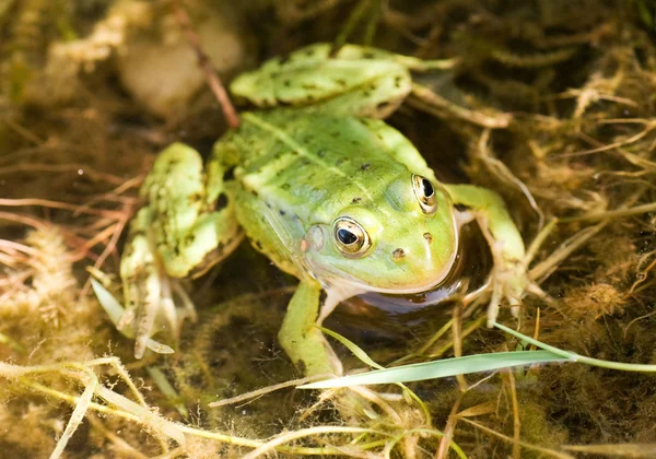 Zelená žába do vody — Stock fotografie