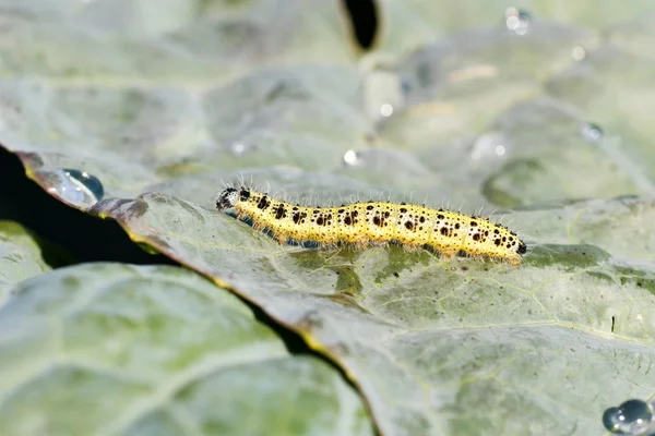 Small yellow cutworm — Stock Photo, Image