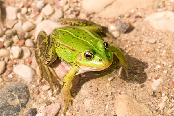 Primo piano di una rana verde — Foto Stock
