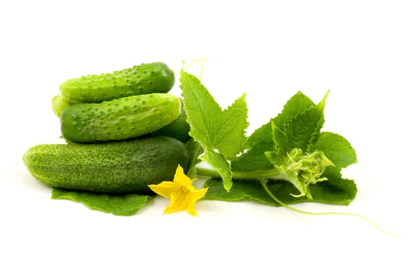 Verse komkommers vruchten — Stockfoto