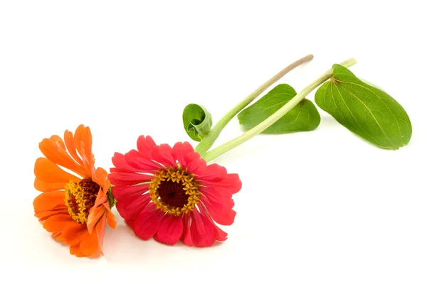 Zwei Zinnia-Blüten — Stockfoto