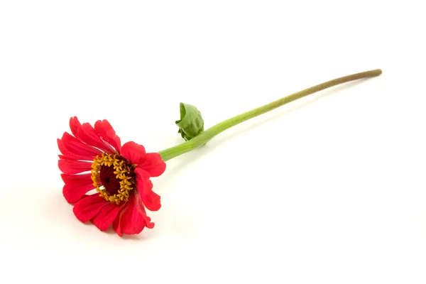 Ζίννια κόκκινο λουλούδι — Φωτογραφία Αρχείου