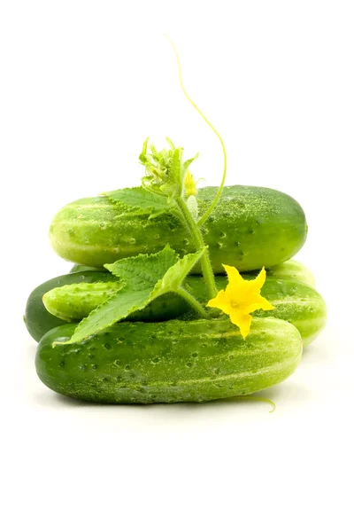 Komkommers met bladeren en bloem — Stockfoto