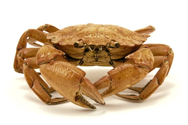 Brown crab — Stock Photo, Image