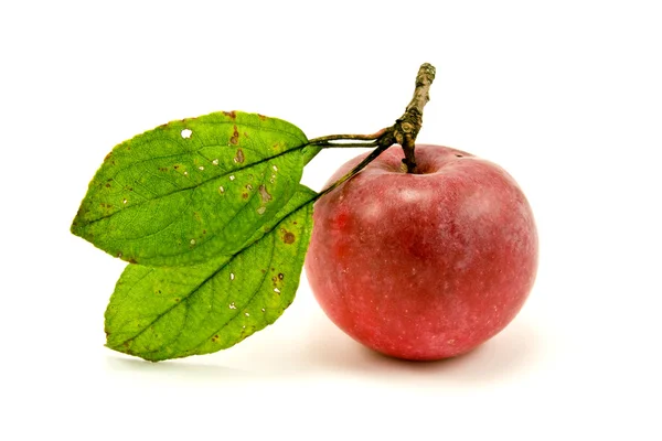 Червоне яблуко з зеленим листям — стокове фото