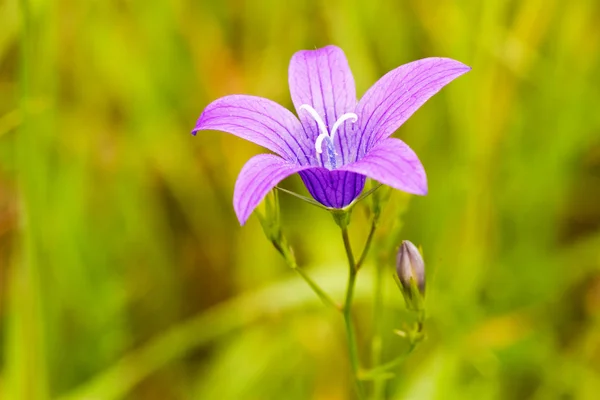 紫の花を咲かせる — ストック写真