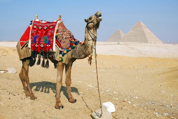 Egypten kamel Royalty Free Stock Obrázky
