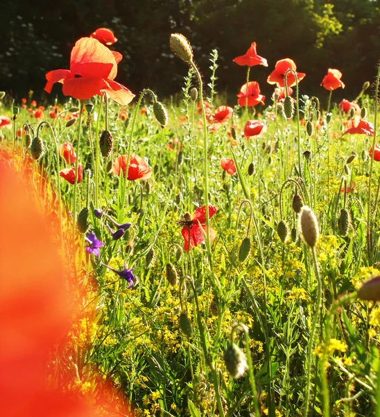 landschap - papaver van veld, blauwe lucht en groen gras