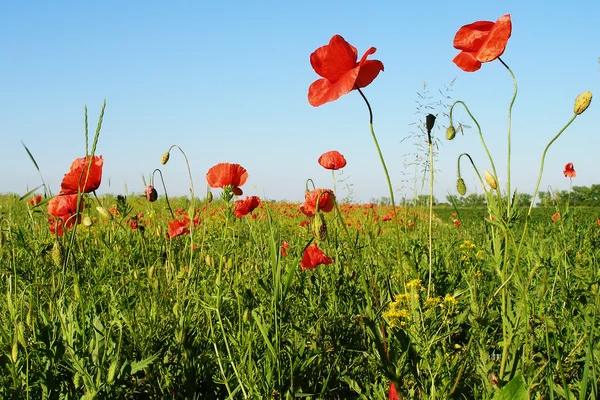 stock image Poppy's and blue sky