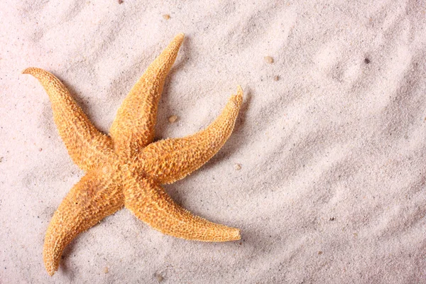 Sjöstjärnor i sanden — Stockfoto