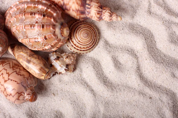 모래 위에 있는 조개 — 스톡 사진
