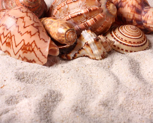 砂の上の貝殻は — ストック写真