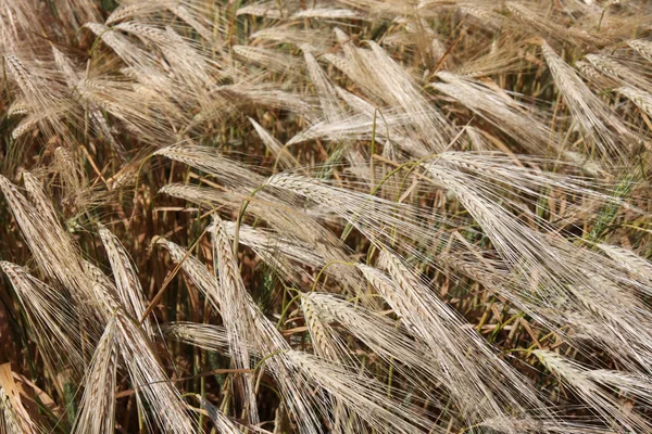 stock image Winter wheat field