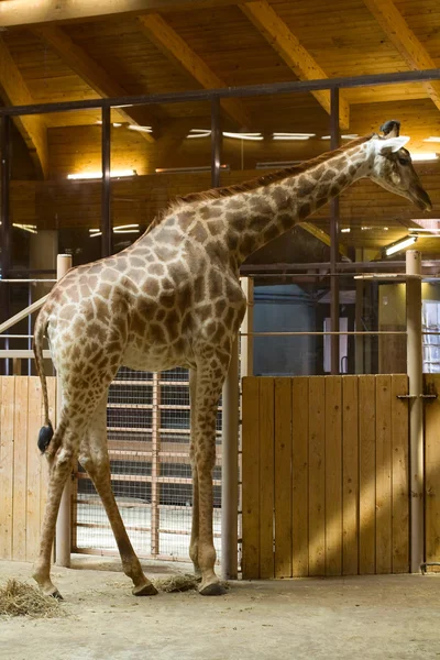 stock image Giraffe in zoo