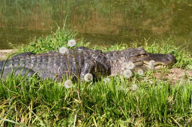 American Alligator clipart