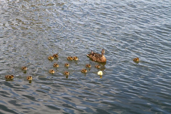 Family Of Ducks — Stock Photo, Image