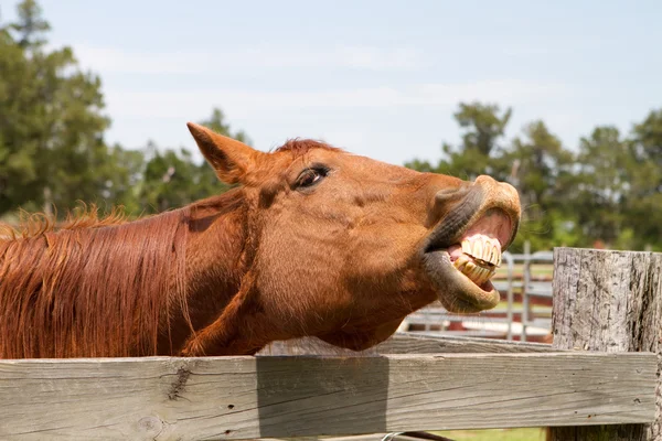 Paard whinnying — Stockfoto