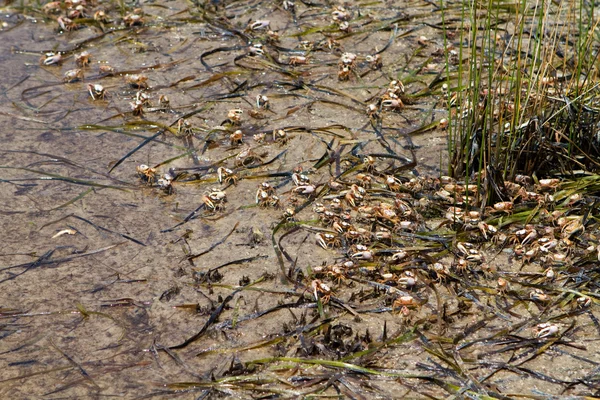 Stock image Swarming Fiddler Crabs