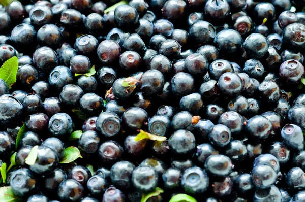 Blueberry background — Stock Photo, Image