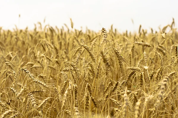 成熟的小麦对蓝蓝的天空 — 图库照片