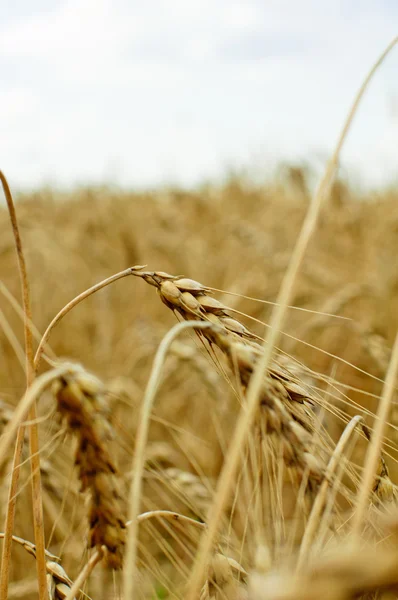 青い空を背景に熟した小麦 — ストック写真