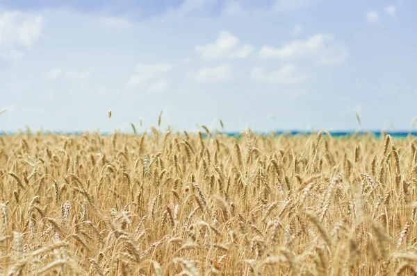 成熟的小麦对蓝蓝的天空 — 图库照片