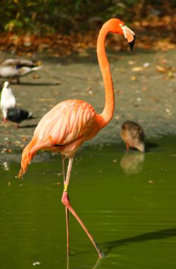 pembe flamingo