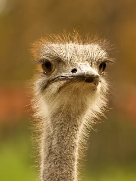 stock image Ostrich