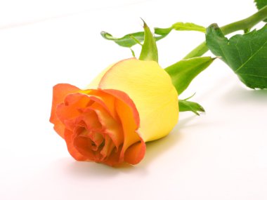 Yellow rose clipart