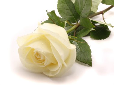 White rose clipart