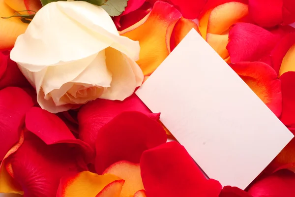 Rose ve yaprakları bir mesaj. arka plan — Stok fotoğraf