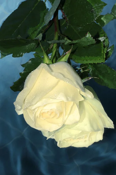Rose blanche sur une eau — Photo