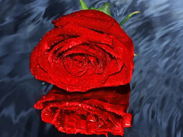 Rose rouge sur une eau — Photo